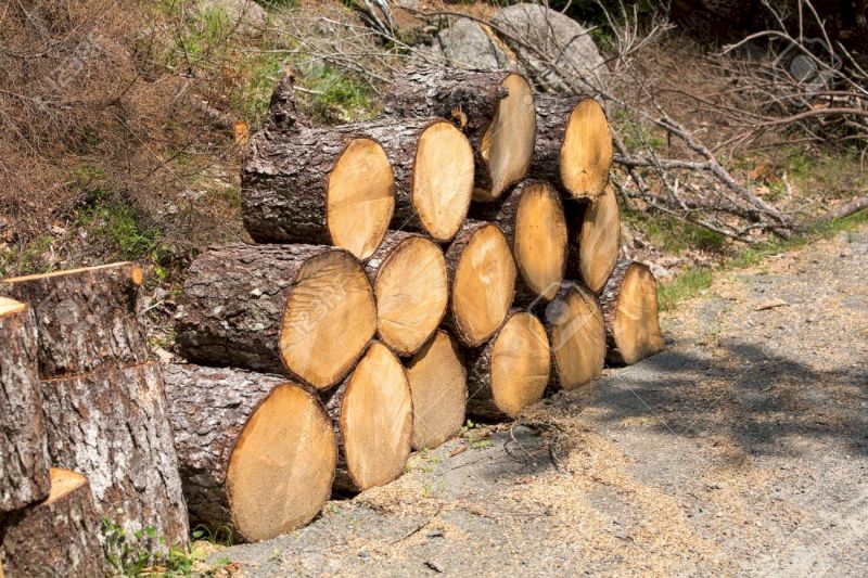 Gỗ thông thuộc nhóm các loại gỗ tự nhiên giá rẻ có màu sáng và vân gỗ đẹp.