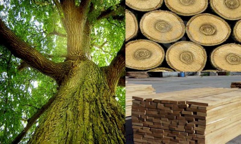 Gỗ bách là lựa chọn trong các loại gỗ tự nhiên giá rẻ có mùi thơm và vân gỗ đẹp