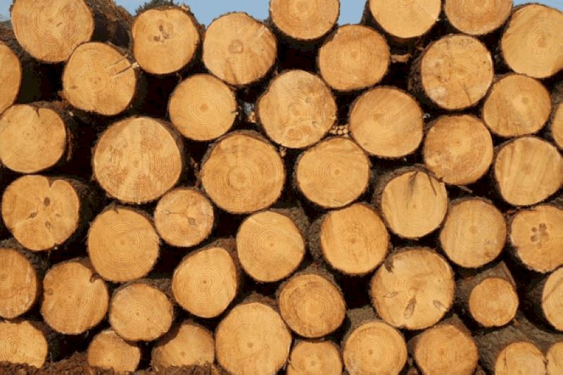 Gỗ tự nhiên sẽ được khai thác trực tiếp từ cây trồng hoặc cây rừng 