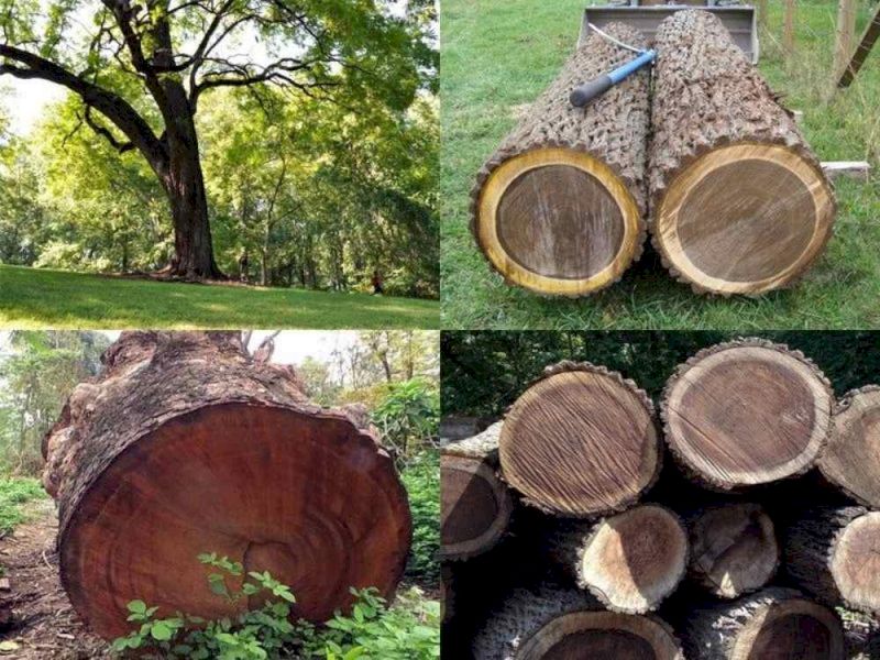 Gỗ óc chó màu nâu socola và vân sóng sang trọng