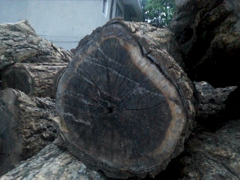 Gỗ mun sở hữu màu đen huyền bí và có độ bóng cao sau hoàn thiện cao