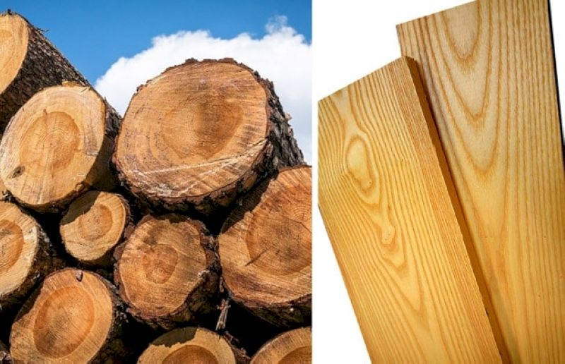 Gỗ chò chỉ nhẹ, phù hợp nhiều hạng mục nội thất và xây dựng