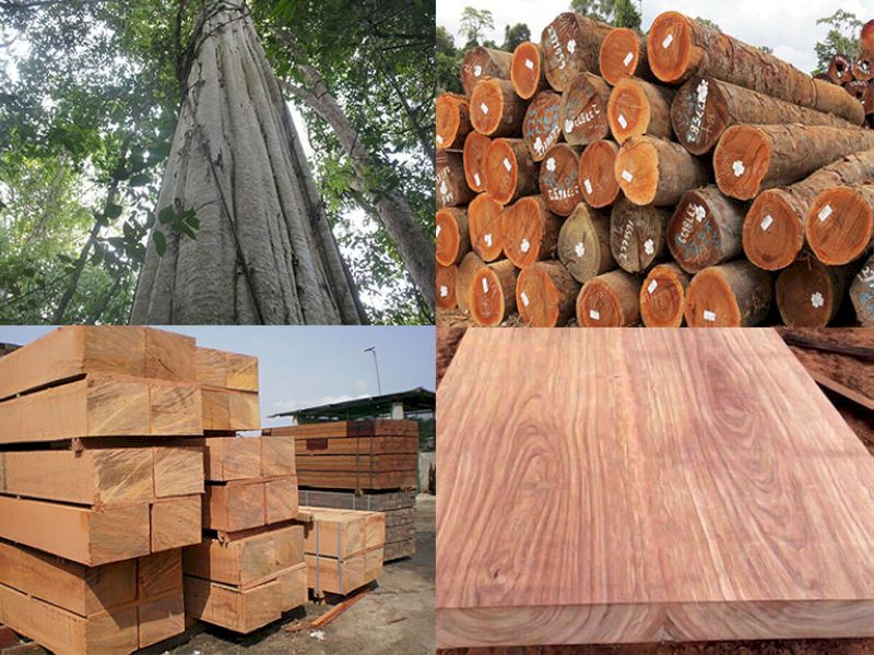 Gỗ quý gõ đỏ màu đỏ cam, vân lớn, thể hiện sự đẳng cấp