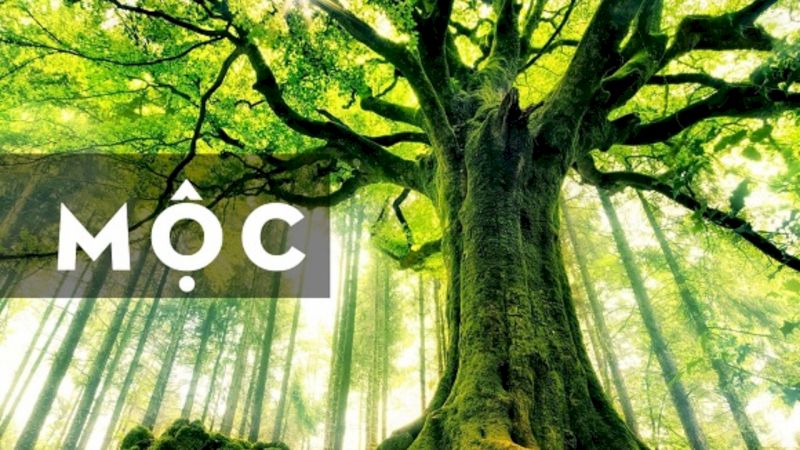 Người mệnh Mộc đại diện cho cây cối