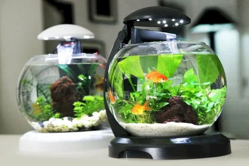 Người mệnh Mộc có thể cân nhắc để bể cá cảnh trong nhà