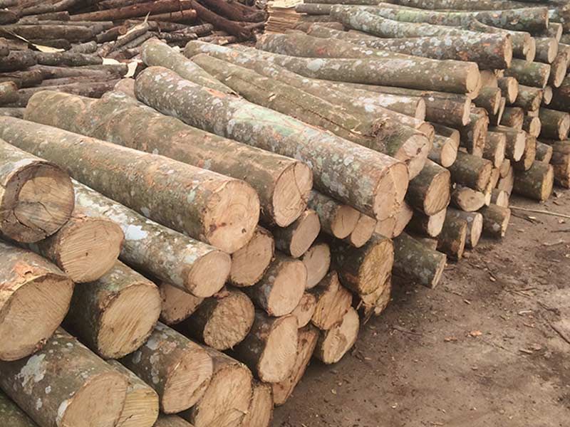 Nhóm VIII bao gồm các loại gỗ tạp, chủ yếu dùng cho mục đích ngắn hạn