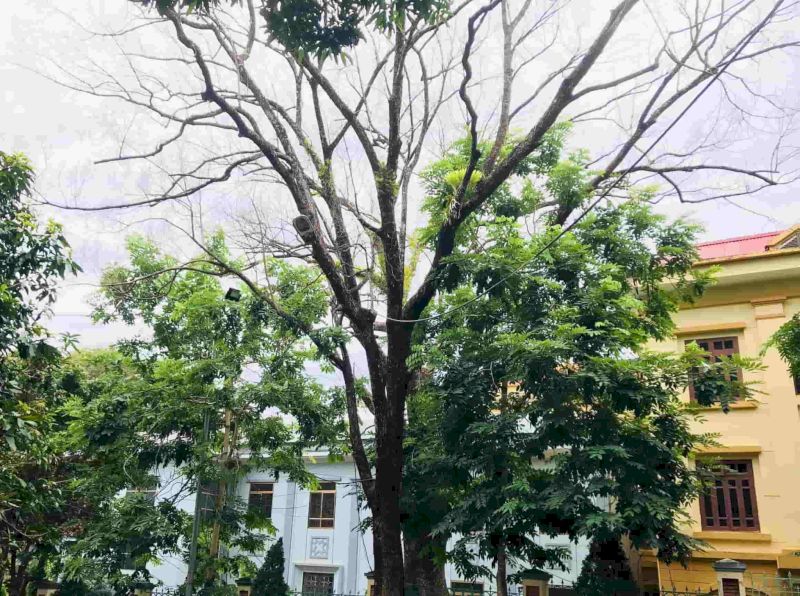 Trồng cây cổ thụ quá lớn che mặt tiền là lỗi phong thuỷ cần tránh khi xây nhà